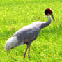 Sarus Crane population fluctuation at various wetlands at Bharatpur in Rajasthan State of India